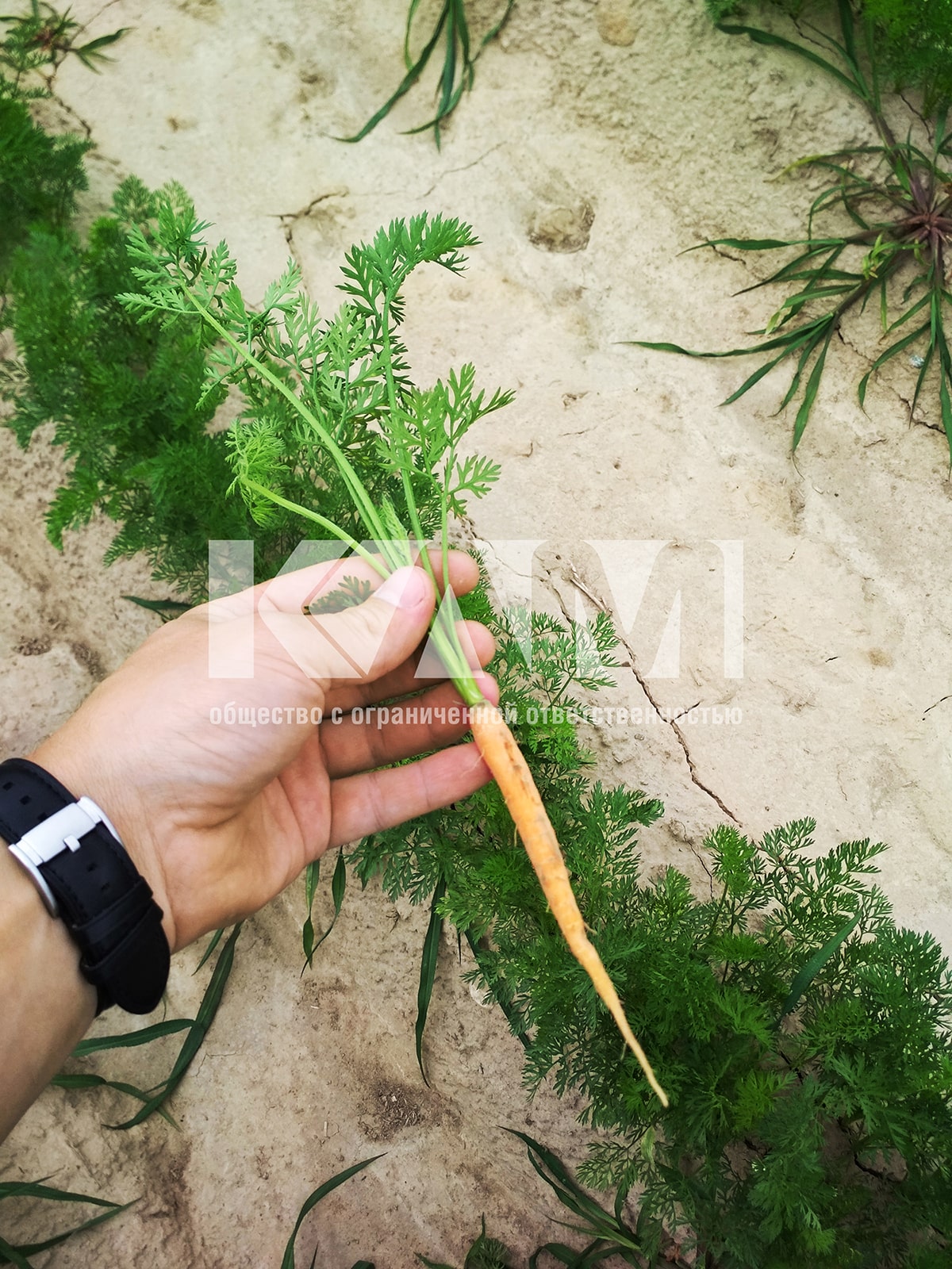 carrot