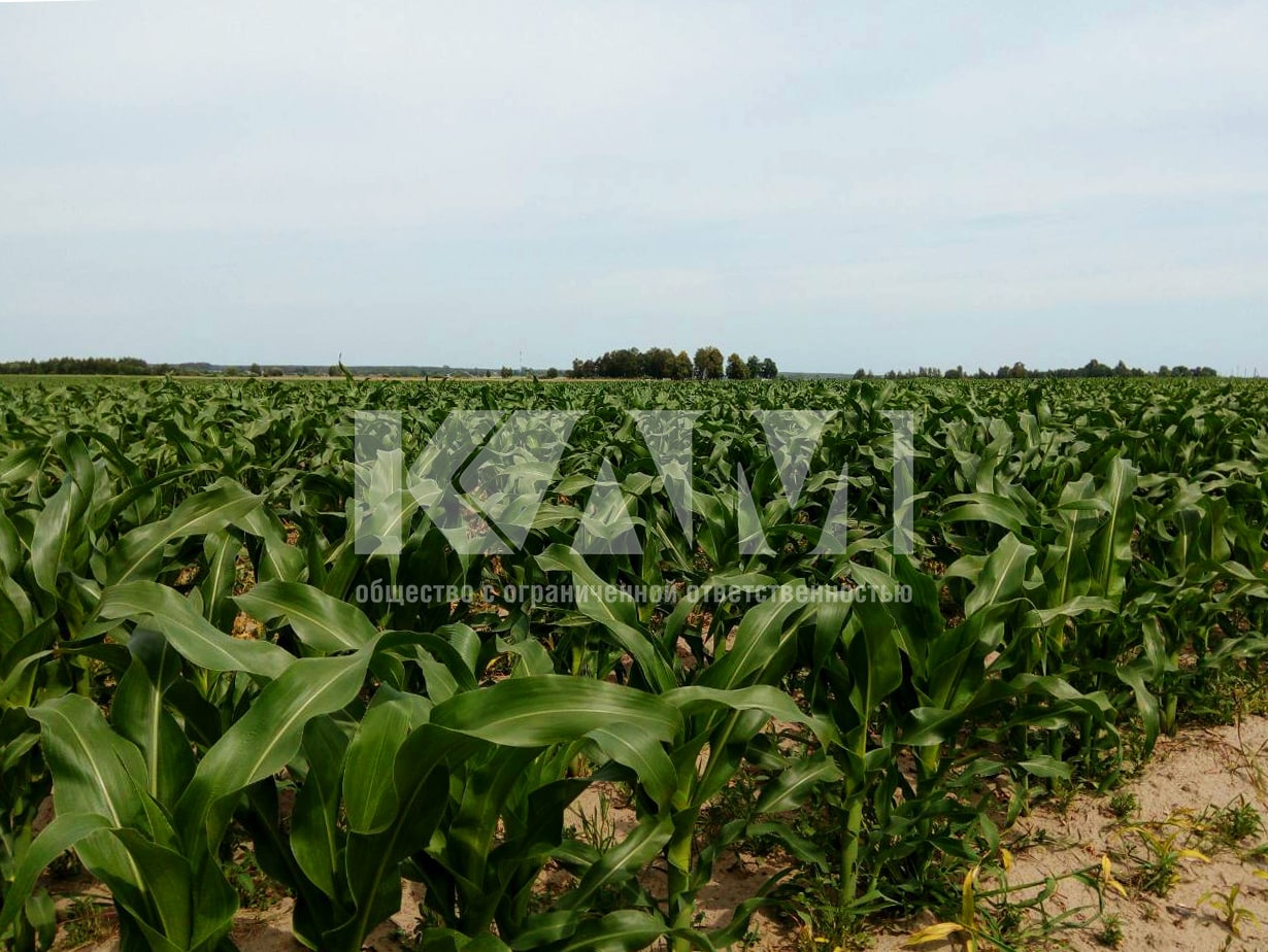corn-field