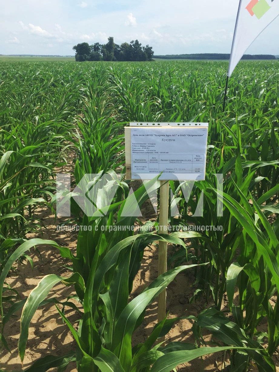corn