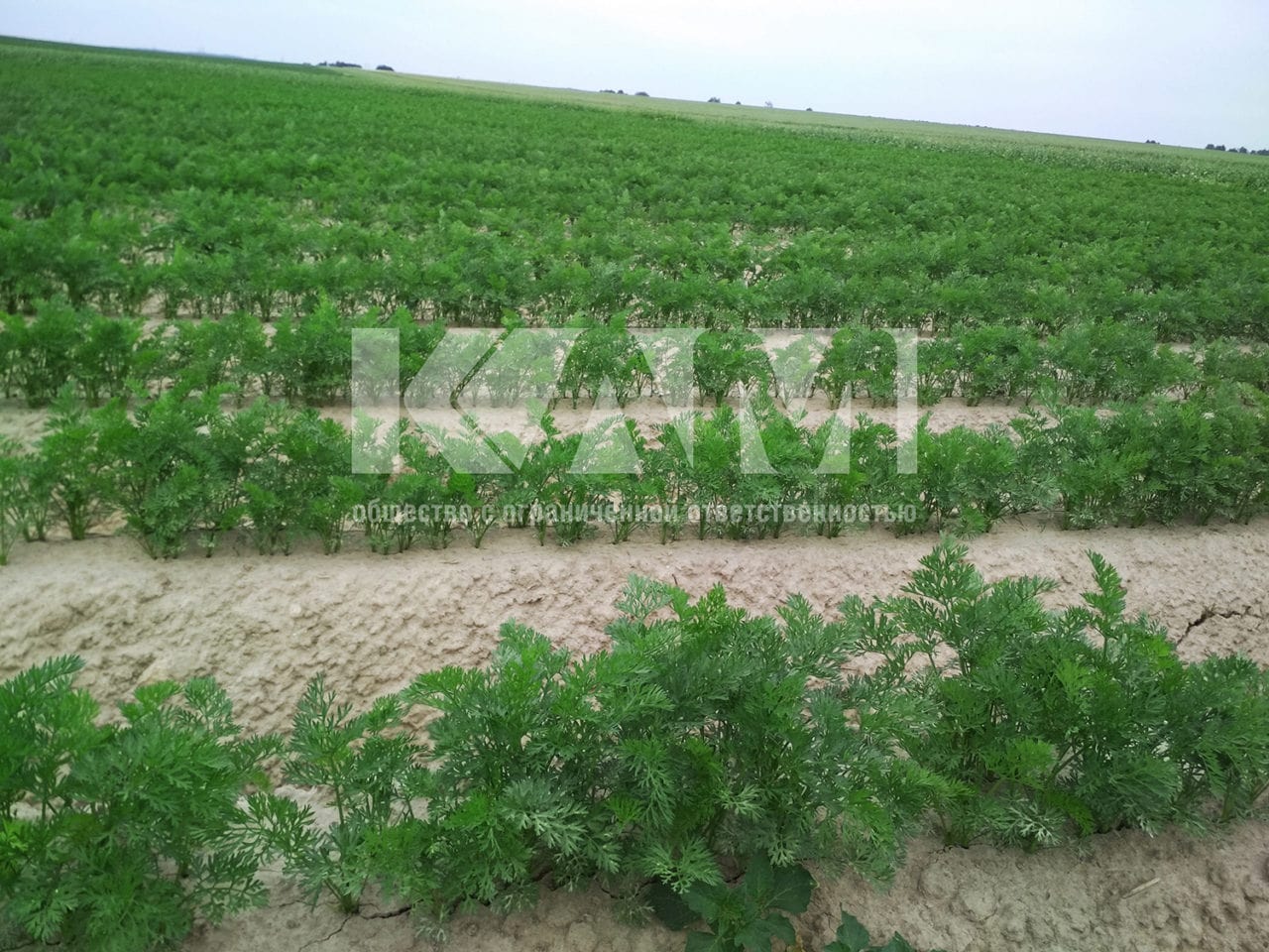 field