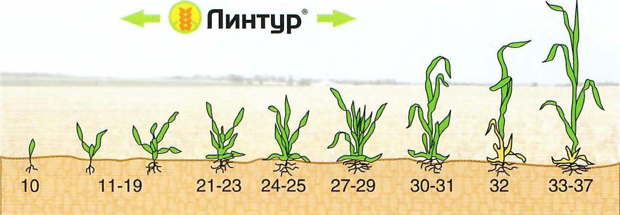 ЛИНТУР