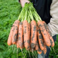 КЛМ-Агро предлагает купить семена моркови Балтимор F1