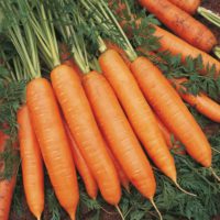 Предлагаем купить семена моркови Белградо F1