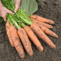 Предлагаем купить семена моркови Базель F1