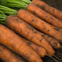 Предлагаем купить семена моркови Белградо F1 в Минске