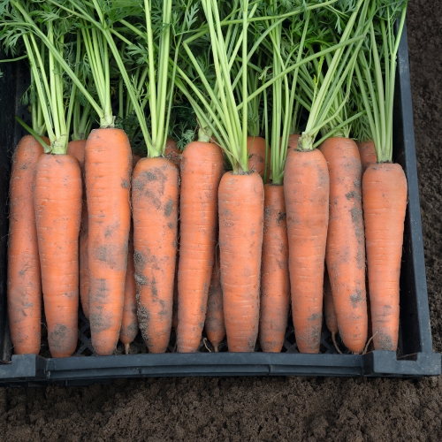 КЛМ-АГРО предлагает купить семена моркови Берлин F1