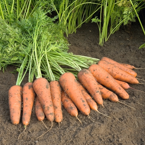 Предлагаем купить семена моркови Купар F1