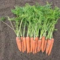Семена моркови Вита Лонга купить в Минске