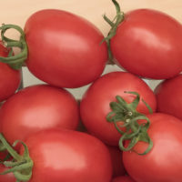 Томат Бенито - купить семена помидор Бенито