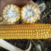 НК Гитаго - семена кукурузы купить оптом и в розницу