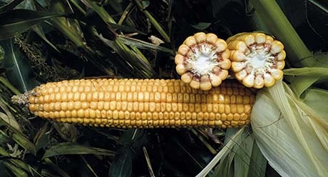 СИ Новатоп семена кукурузы купить оптом и в розницу