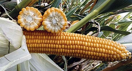 СИ Респект семена кукурузы купить оптом и в розницу