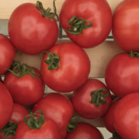 томаты Султан - купить семена в Минске