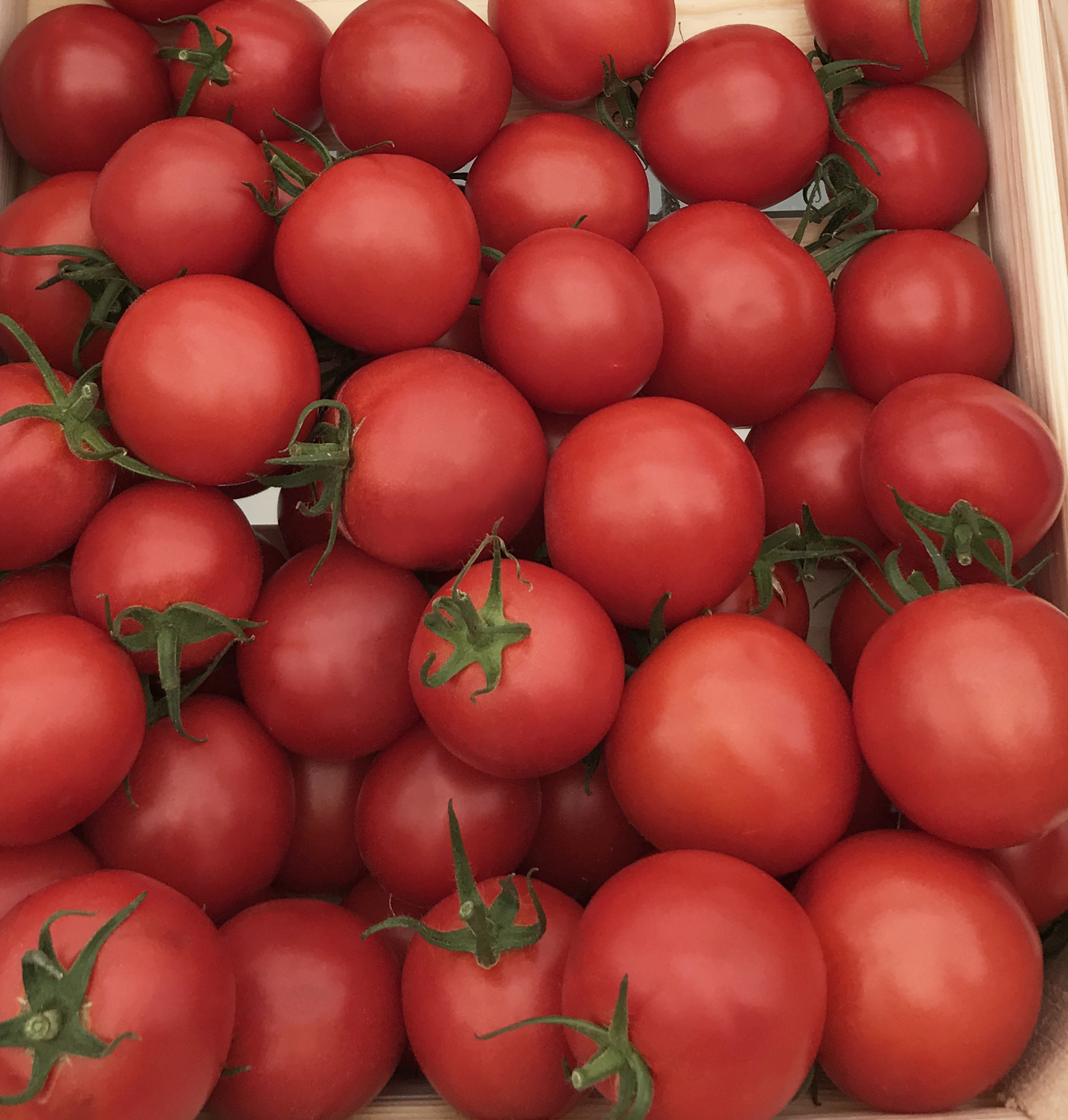 Купить томаты толстой