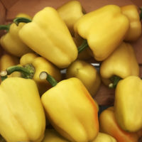 Перец Уитни F1 - фото овощей