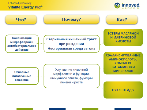 Vitalite Energy Pig