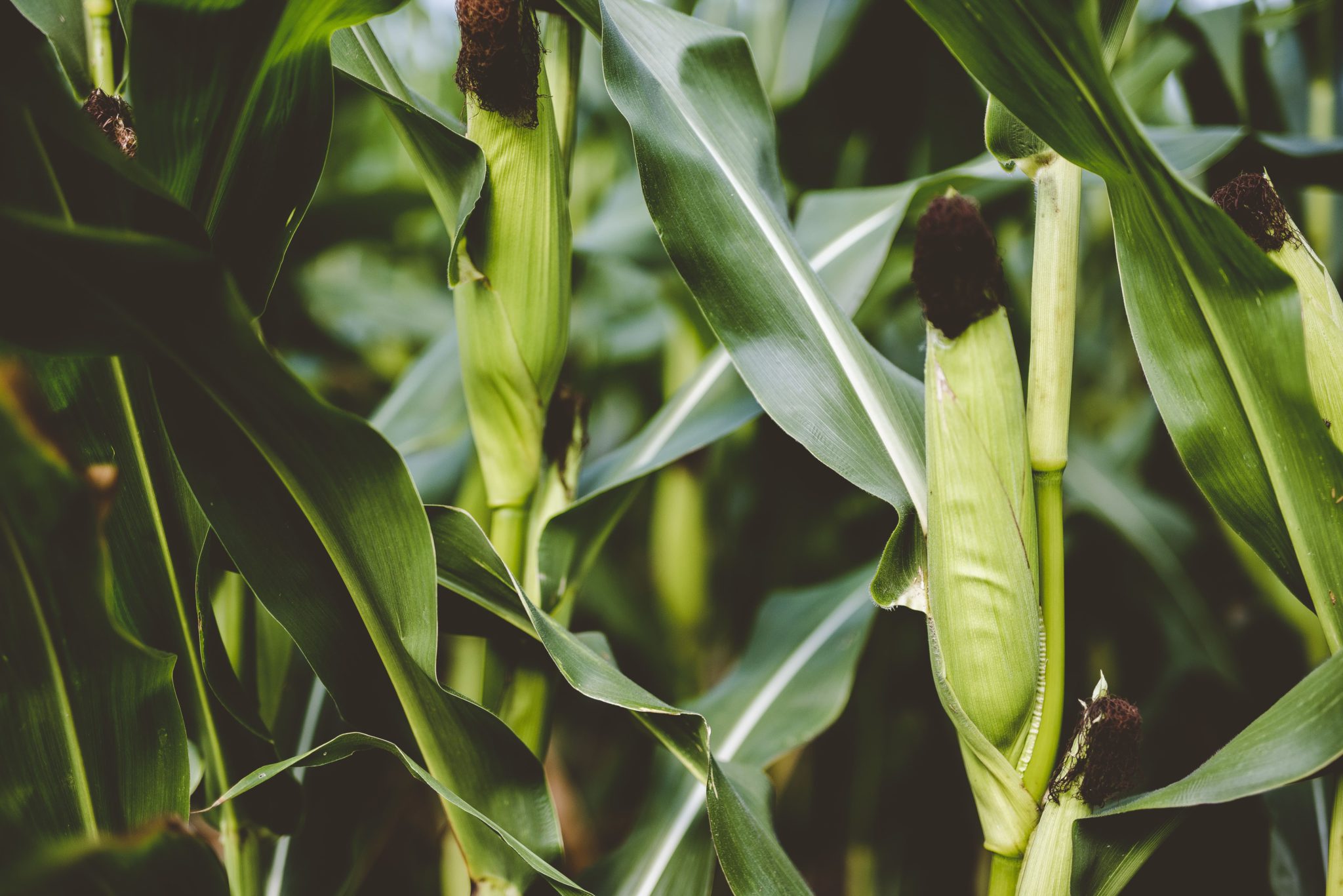 Дозы для удобрения кукурузы
