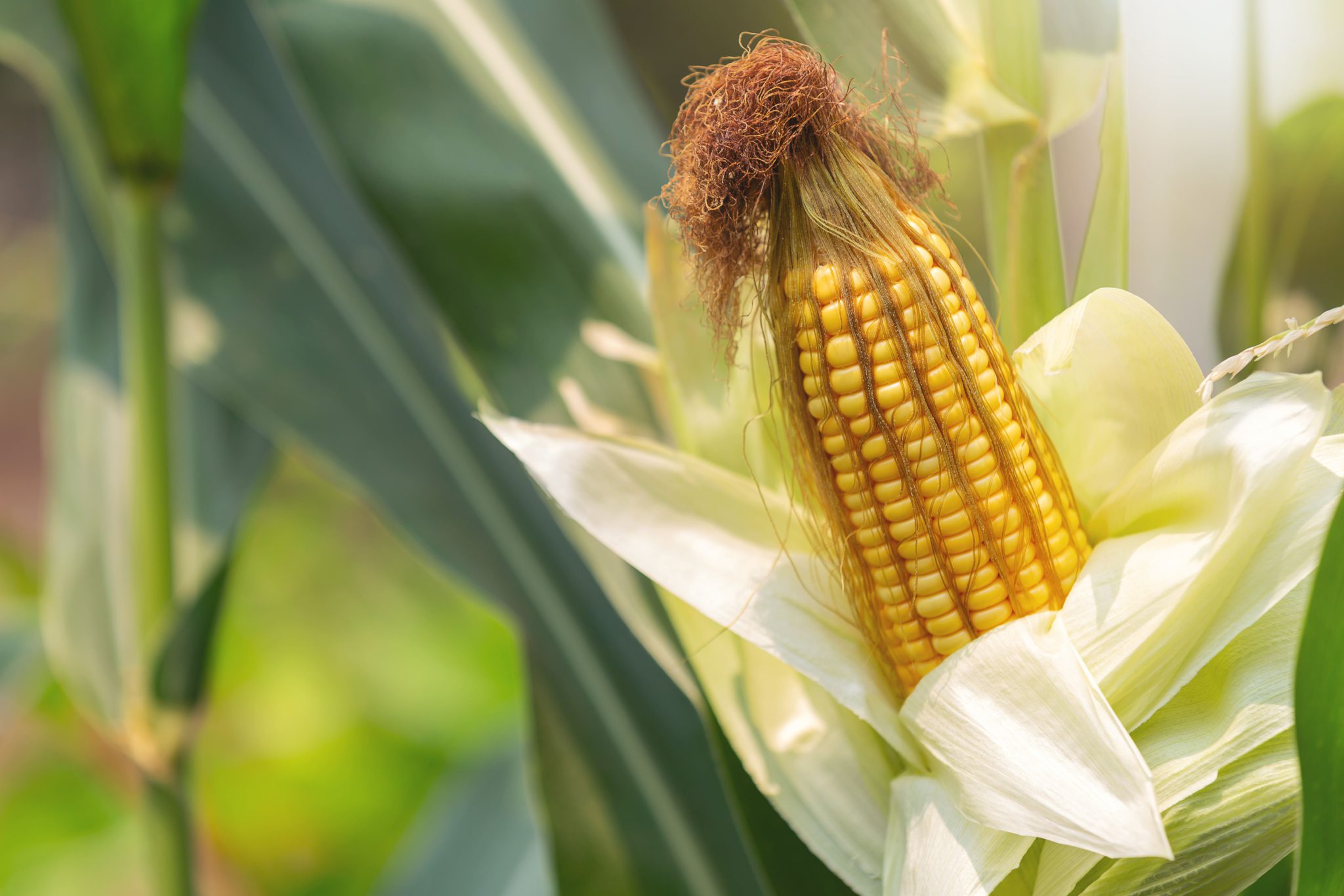 Удобрения для кукурузы